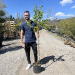 Ebenovník rajčiakový (Diospyros kaki) HURMIKAKI ´MUSCAT´– výška 150–170 cm, obvod kmeňa 4/6 cm, kont. C10L (-18°C)